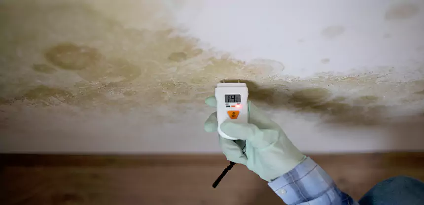 Emergency Mold Remediation in Grayson